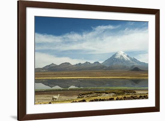 Snowcapped volcano Sajama with flamingos foreground, Sajama National Park, Bolivia-Anthony Asael-Framed Photographic Print