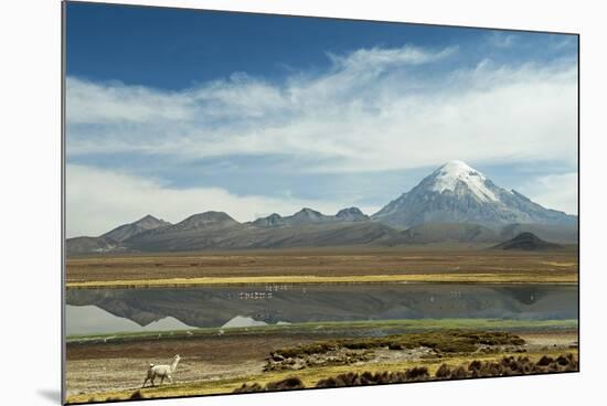 Snowcapped volcano Sajama with flamingos foreground, Sajama National Park, Bolivia-Anthony Asael-Mounted Photographic Print