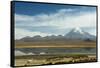 Snowcapped volcano Sajama with flamingos foreground, Sajama National Park, Bolivia-Anthony Asael-Framed Stretched Canvas