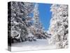 Snowcovered landscape-null-Stretched Canvas