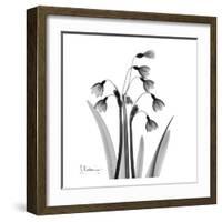 Snowdrop Black and White-Albert Koetsier-Framed Art Print