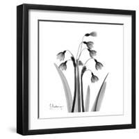 Snowdrop Black and White-Albert Koetsier-Framed Art Print