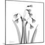 Snowdrop Black and White-Albert Koetsier-Mounted Premium Giclee Print