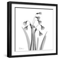 Snowdrop Black and White-Albert Koetsier-Framed Art Print