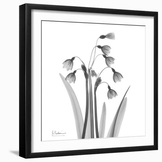 Snowdrop Black and White-Albert Koetsier-Framed Art Print