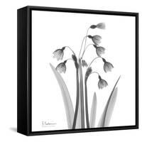 Snowdrop Black and White-Albert Koetsier-Framed Stretched Canvas