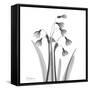 Snowdrop Black and White-Albert Koetsier-Framed Stretched Canvas