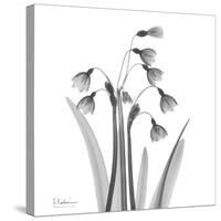 Snowdrop Black and White-Albert Koetsier-Stretched Canvas