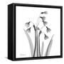 Snowdrop Black and White-Albert Koetsier-Framed Stretched Canvas