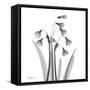 Snowdrop Black and White-Albert Koetsier-Framed Stretched Canvas