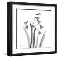 Snowdrop Black and White-Albert Koetsier-Framed Art Print