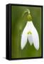 Snowdrop Close-Up Macro Image of a Single Flower-null-Framed Stretched Canvas