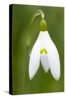 Snowdrop Close-Up Macro Image of a Single Flower-null-Stretched Canvas