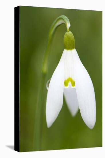 Snowdrop Close-Up Macro Image of a Single Flower-null-Stretched Canvas