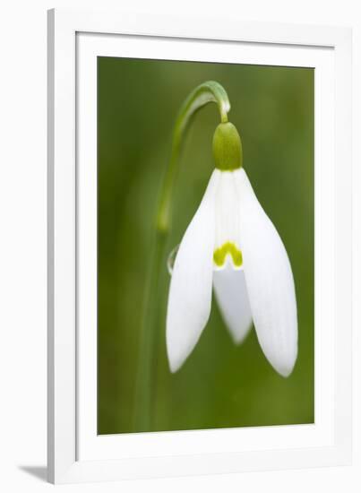 Snowdrop Close-Up Macro Image of a Single Flower-null-Framed Photographic Print