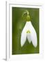 Snowdrop Close-Up Macro Image of a Single Flower-null-Framed Photographic Print