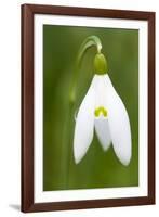 Snowdrop Close-Up Macro Image of a Single Flower-null-Framed Photographic Print