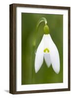 Snowdrop Close-Up Macro Image of a Single Flower-null-Framed Photographic Print