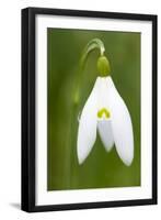 Snowdrop Close-Up Macro Image of a Single Flower-null-Framed Photographic Print