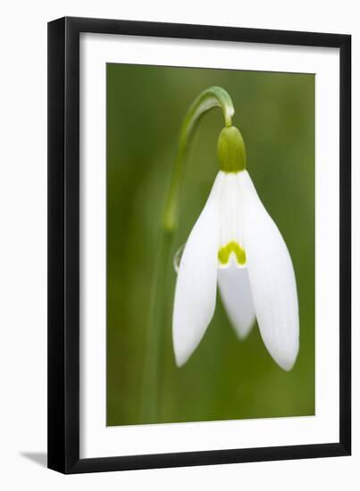 Snowdrop Close-Up Macro Image of a Single Flower-null-Framed Photographic Print