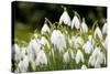 Snowdrop Clump of Flowers-null-Stretched Canvas