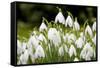 Snowdrop Clump of Flowers-null-Framed Stretched Canvas