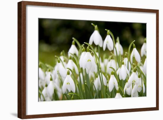 Snowdrop Clump of Flowers-null-Framed Photographic Print