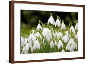 Snowdrop Clump of Flowers-null-Framed Photographic Print