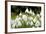 Snowdrop Clump of Flowers-null-Framed Photographic Print