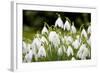 Snowdrop Clump of Flowers-null-Framed Photographic Print