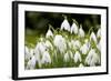 Snowdrop Clump of Flowers-null-Framed Photographic Print