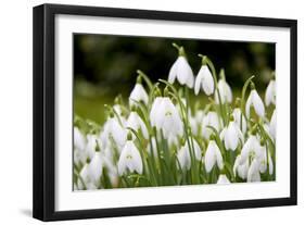 Snowdrop Clump of Flowers-null-Framed Photographic Print