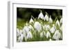 Snowdrop Clump of Flowers-null-Framed Photographic Print