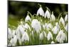 Snowdrop Clump of Flowers-null-Mounted Photographic Print