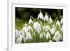 Snowdrop Clump of Flowers-null-Framed Photographic Print