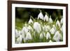 Snowdrop Clump of Flowers-null-Framed Photographic Print