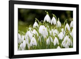 Snowdrop Clump of Flowers-null-Framed Photographic Print