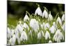 Snowdrop Clump of Flowers-null-Mounted Photographic Print