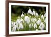 Snowdrop Clump of Flowers-null-Framed Photographic Print