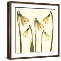 Snowdrop Cluster-Katja Marzahn-Framed Art Print