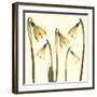 Snowdrop Cluster-Katja Marzahn-Framed Art Print