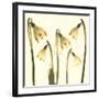 Snowdrop Cluster-Katja Marzahn-Framed Art Print