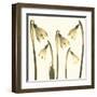 Snowdrop Cluster-Katja Marzahn-Framed Giclee Print