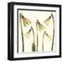 Snowdrop Cluster-Katja Marzahn-Framed Giclee Print