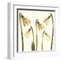 Snowdrop Cluster-Katja Marzahn-Framed Giclee Print