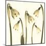 Snowdrop Cluster-Katja Marzahn-Mounted Giclee Print