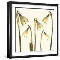 Snowdrop Cluster-Katja Marzahn-Framed Giclee Print