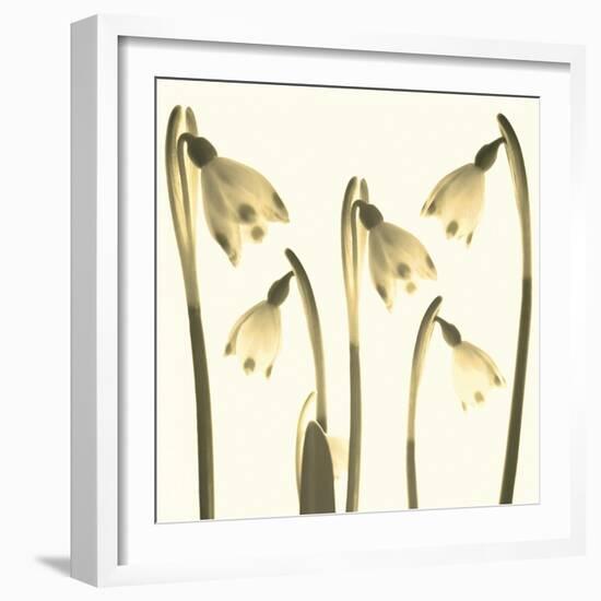 Snowdrop Cluster-Katja Marzahn-Framed Giclee Print