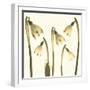 Snowdrop Cluster-Katja Marzahn-Framed Giclee Print