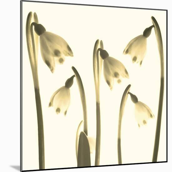 Snowdrop Cluster-Katja Marzahn-Mounted Giclee Print